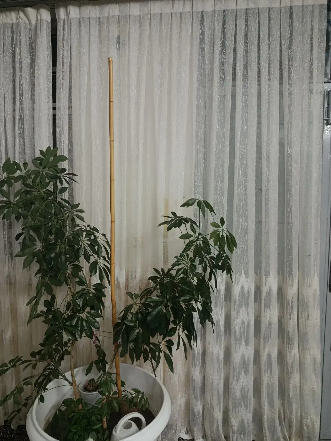 پرده نو|پرده، رانر، رومیزی|زنجان, |دیوار