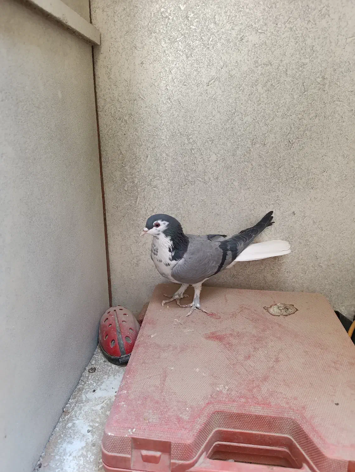 کبوترماده گلین قصری|پرنده|اصفهان, سرچشمه|دیوار