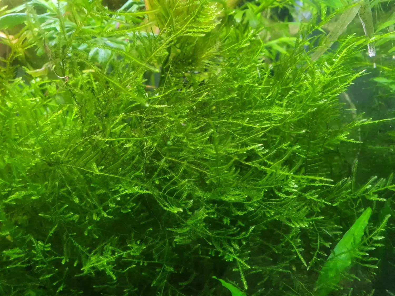 خزه کریسمس|ماهی|شیراز, تندگویان|دیوار