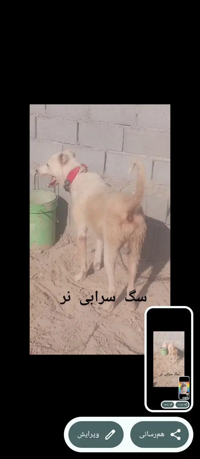 سگ سرابی|سگ|شیراز, احمدآباد|دیوار