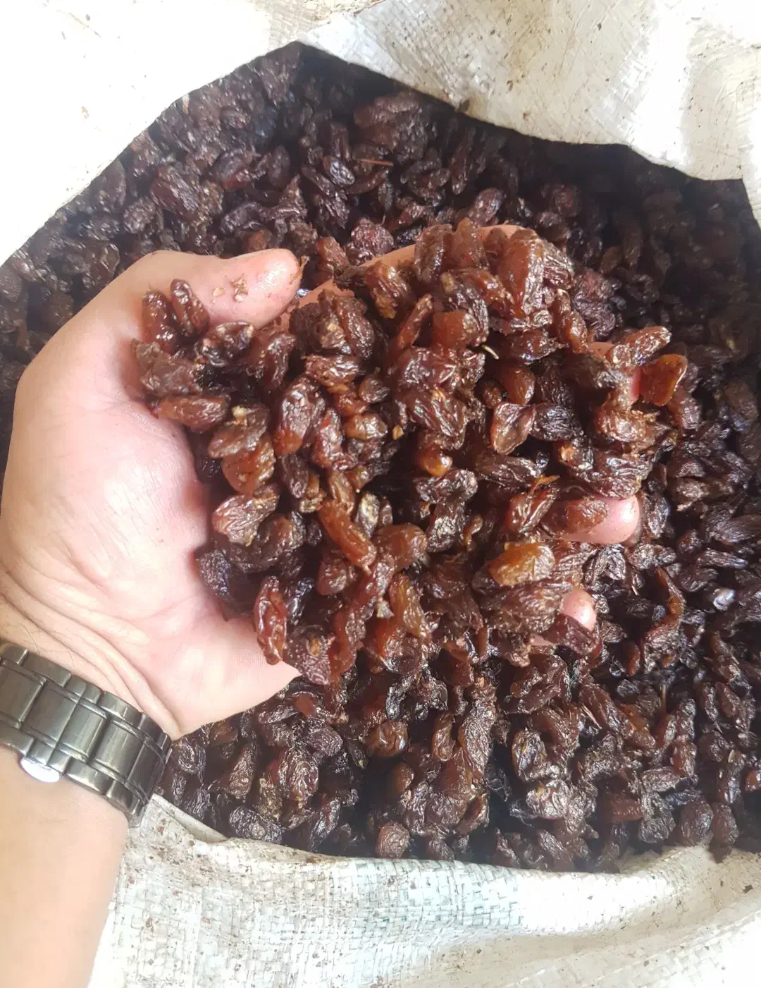 کشمش آفتابی گله|عمده‌فروشی|گنبد کاووس, |دیوار