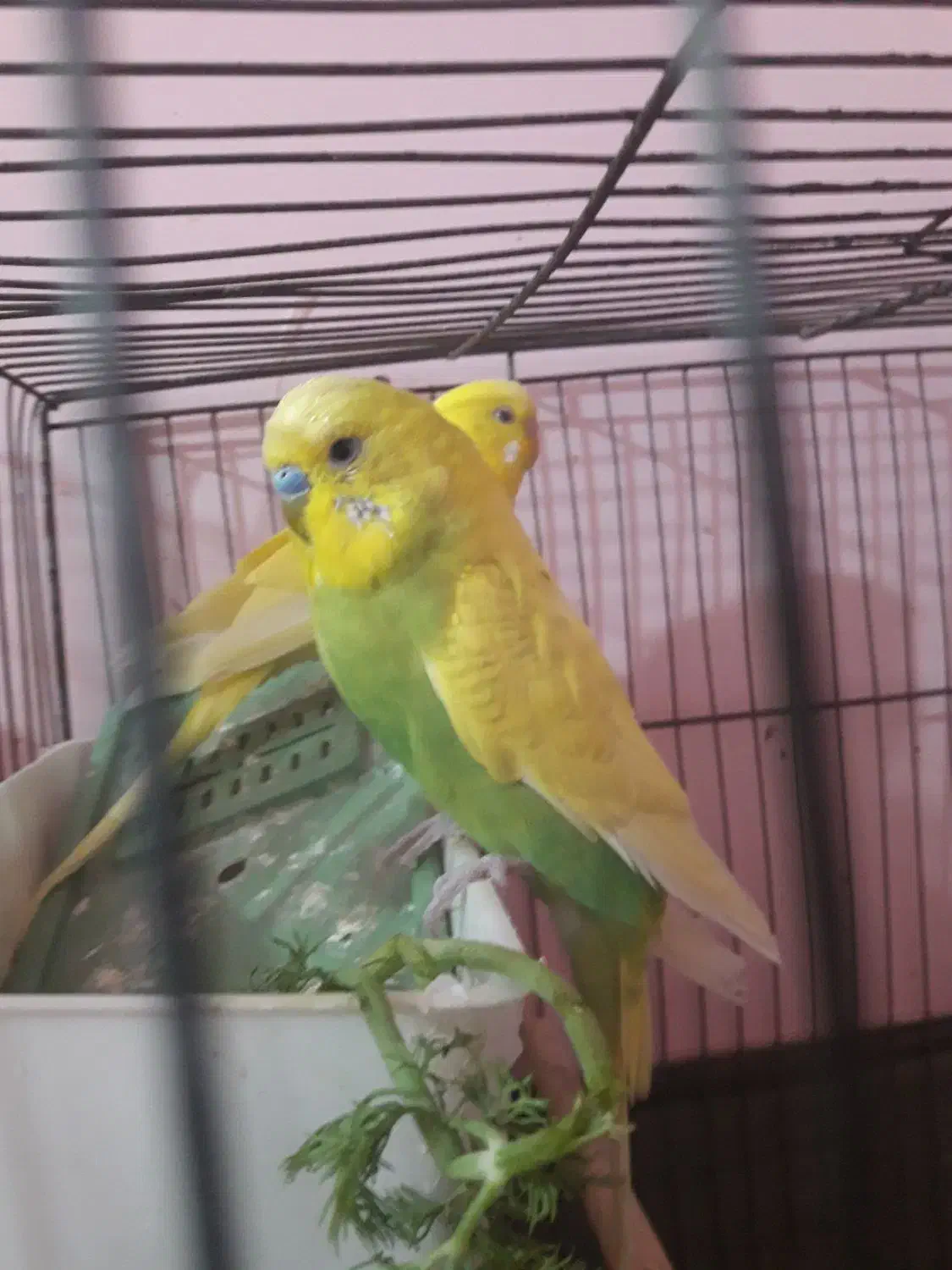 مرغ عشق|پرنده|مسجد سلیمان, |دیوار