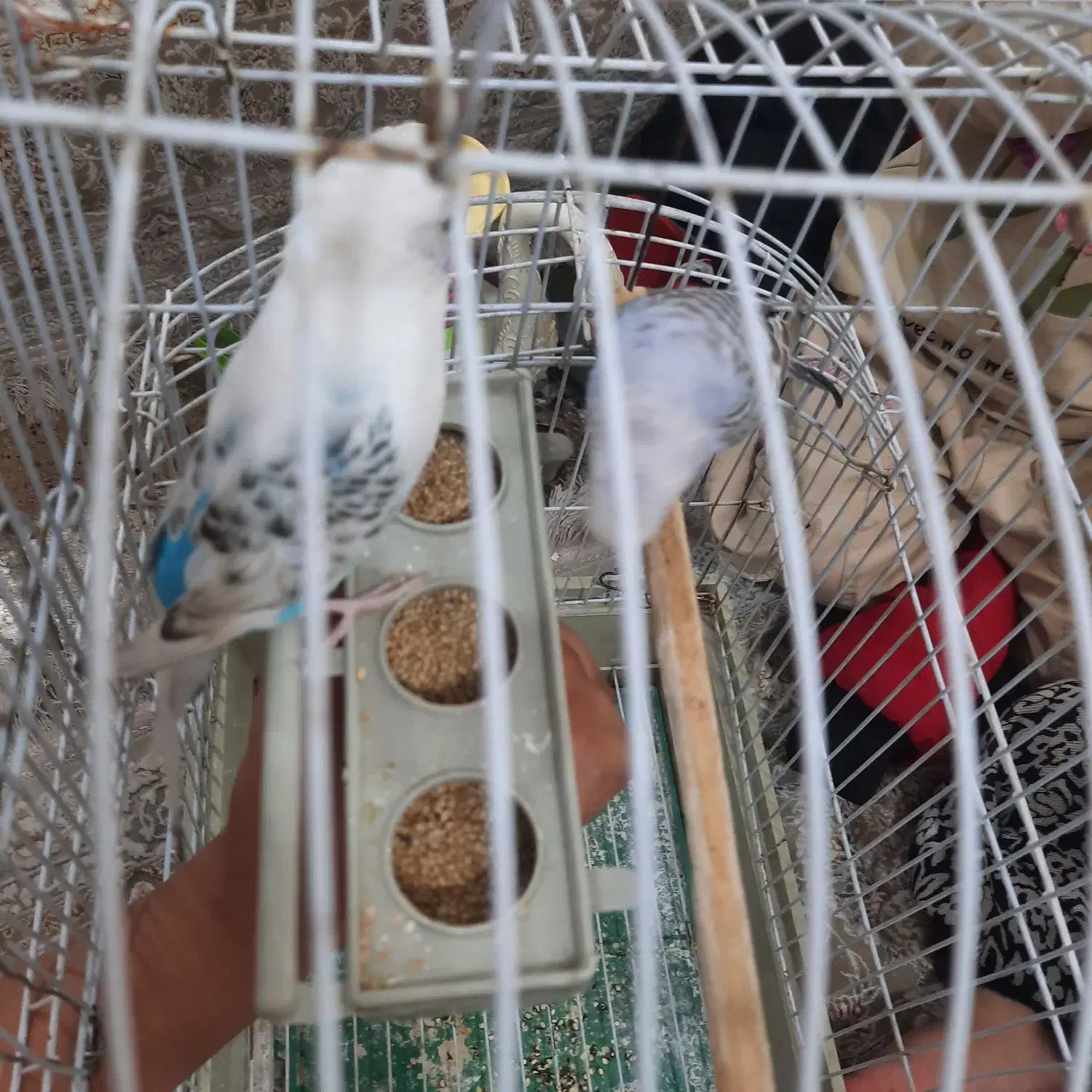 پرنده|پرنده|ایلام, |دیوار