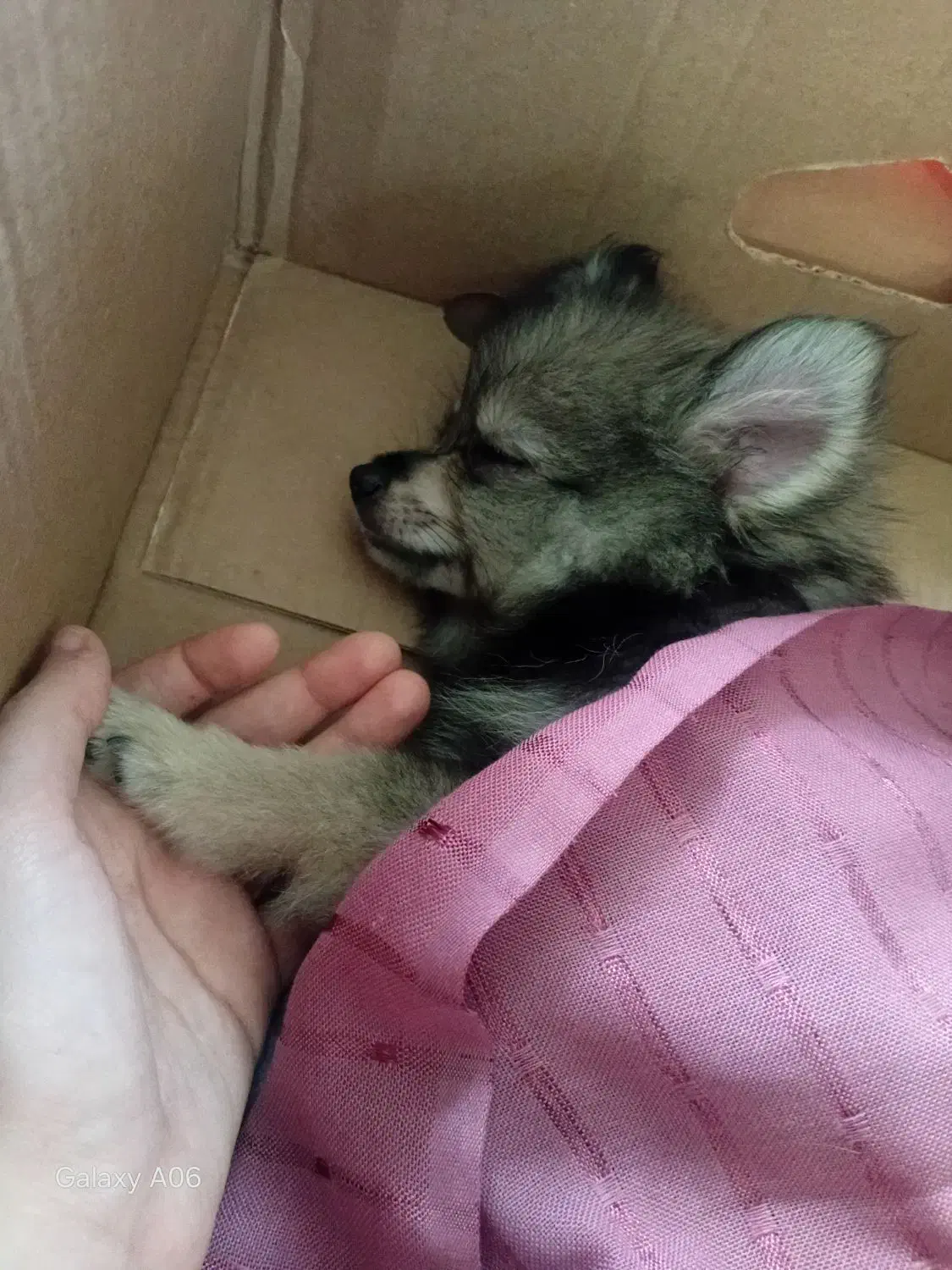 پامرروباهی|سگ|رشت, حمیدیان|دیوار