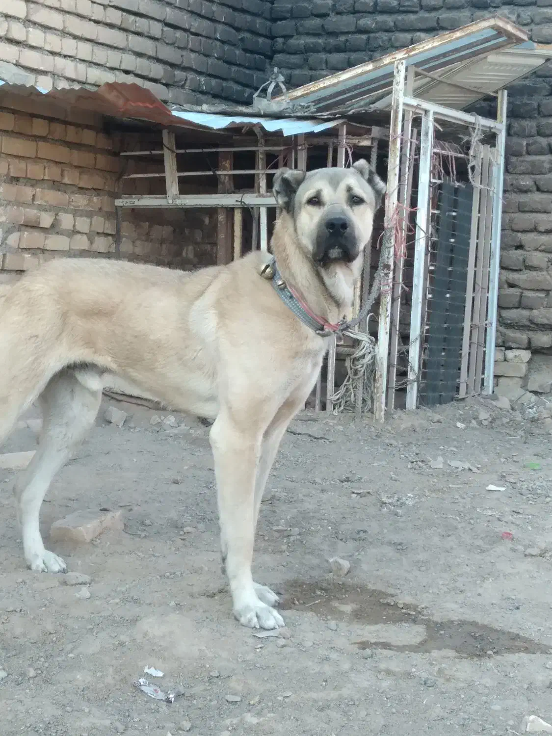 سگ سرابی|سگ|تربت‌حیدریه, پائین ولایت|دیوار