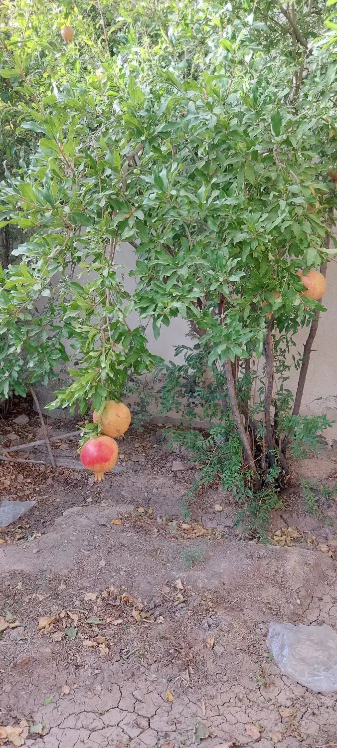 تاج خاتون باغچه خانه اجاره|اجارهٔ خانه و ویلا|سلفچگان, |دیوار