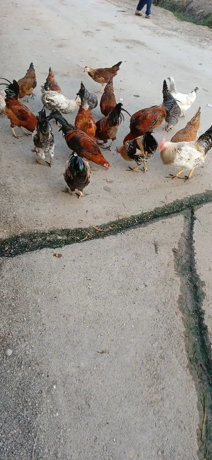 خروس و‌ مرغ جوان محلی|حیوانات مزرعه|سنگدوین, |دیوار