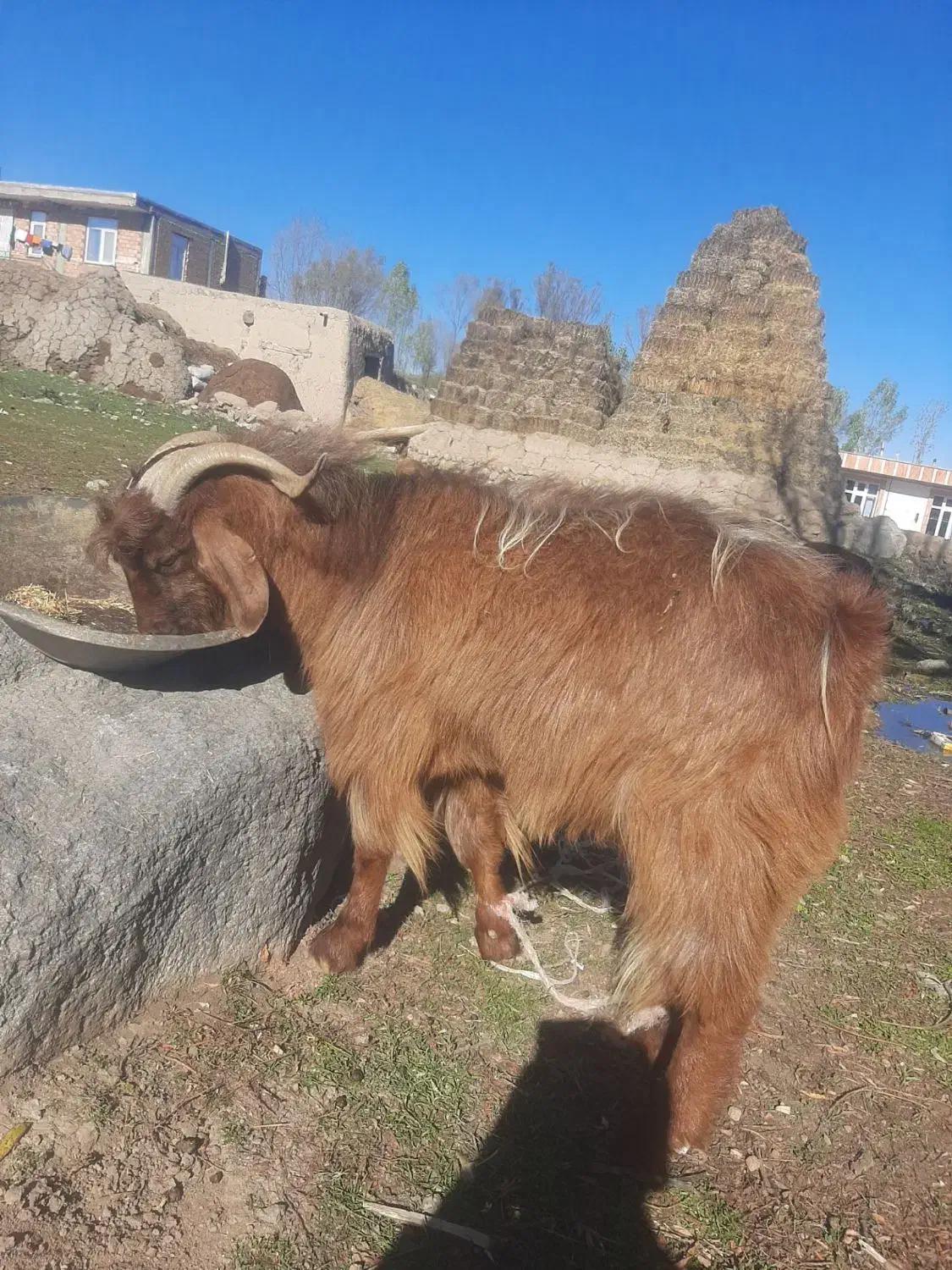 بز نر برای قصابی|حیوانات مزرعه|اردبیل, |دیوار