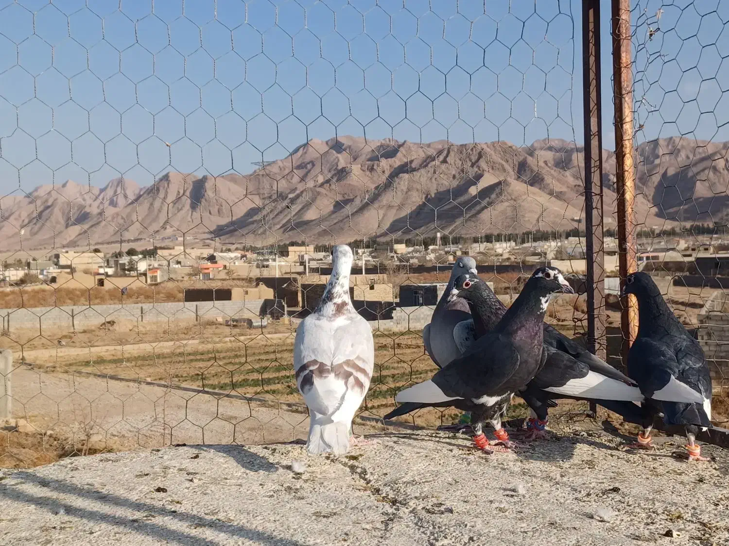 کبوتر کرمانی|پرنده|بیرجند, |دیوار