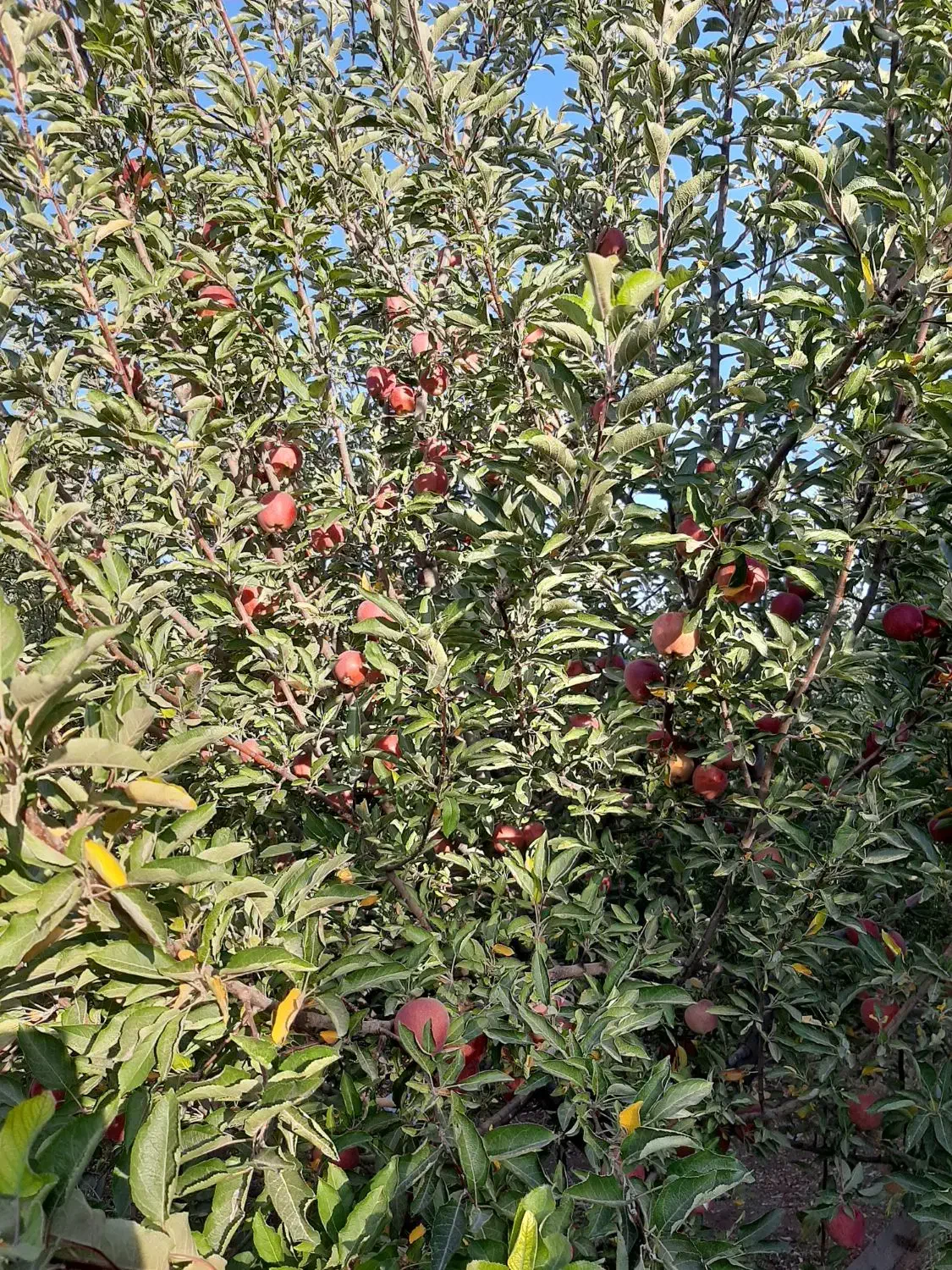 کشاورزان و باغ داران محترم|گل و گیاه طبیعی|اراک, |دیوار