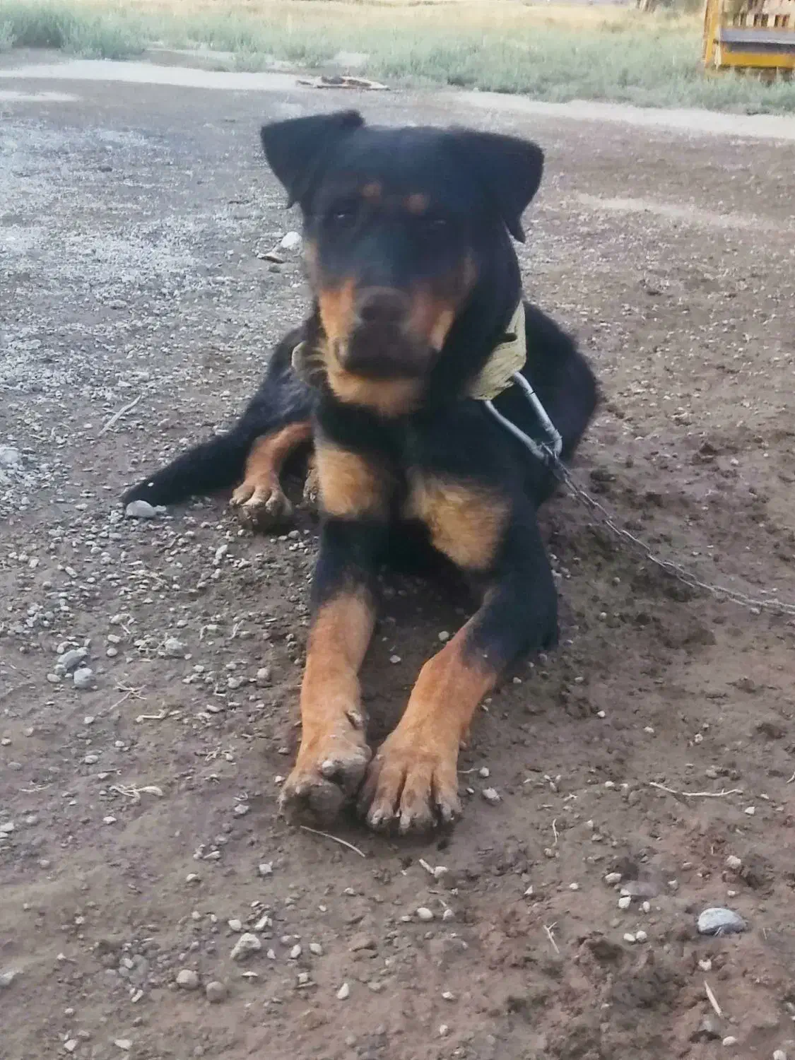 گمشده|سگ|اراک, |دیوار