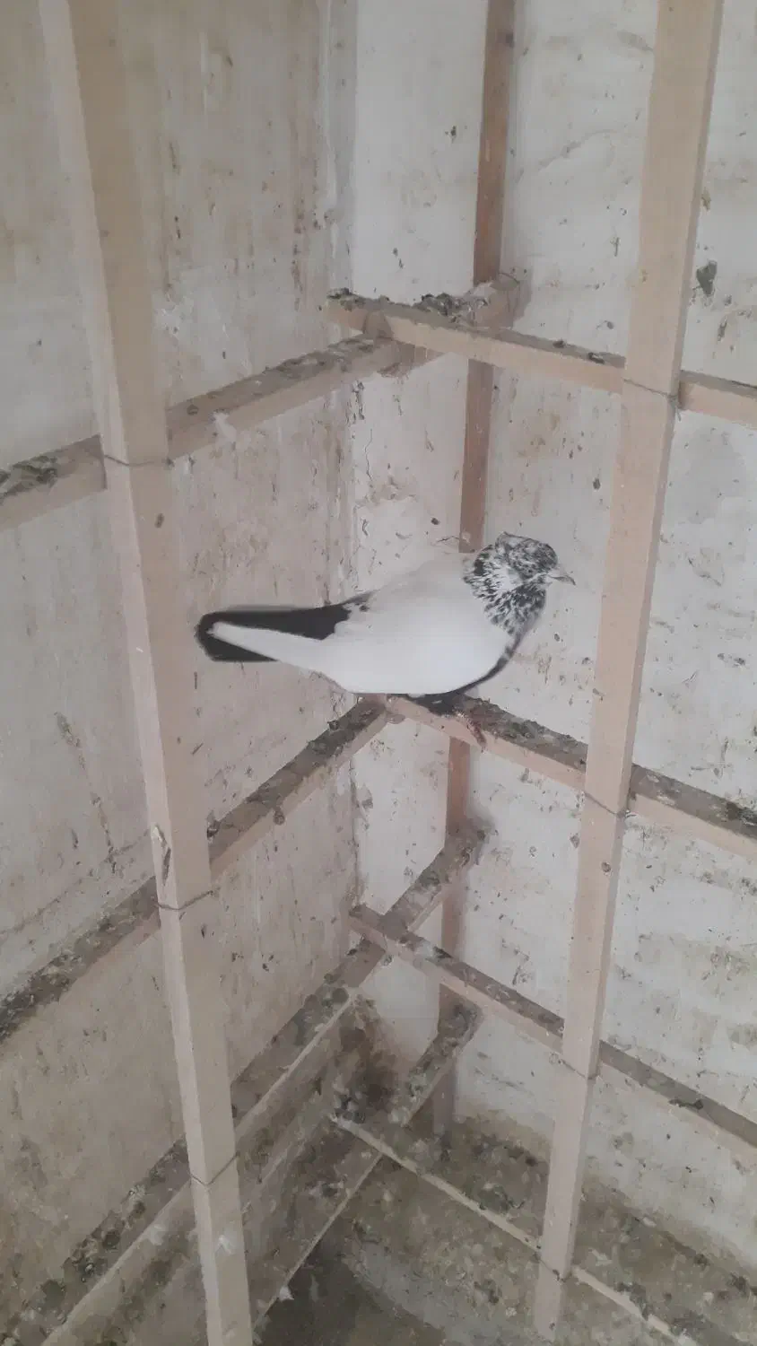 گفتر پرشی|پرنده|ری, دولت‌آباد|دیوار