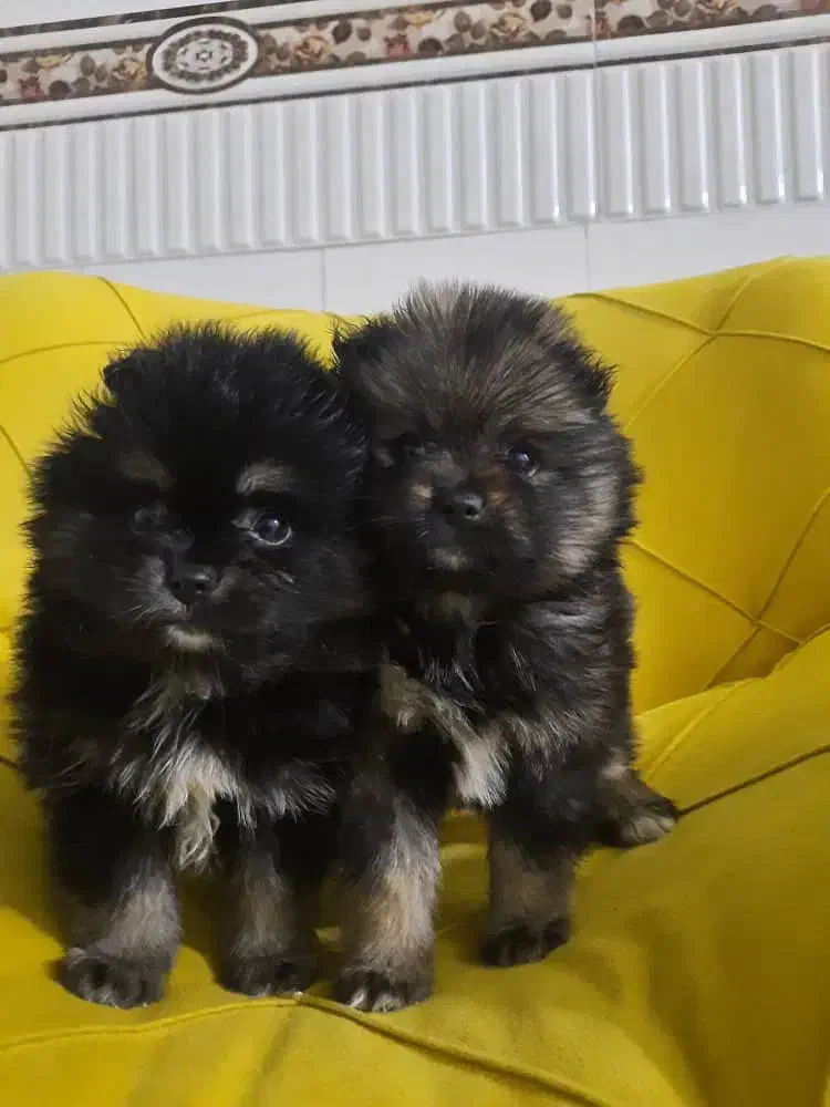 پامر خرسی و عروسکی|سگ|رباط‌کریم, رباط‌کریم|دیوار