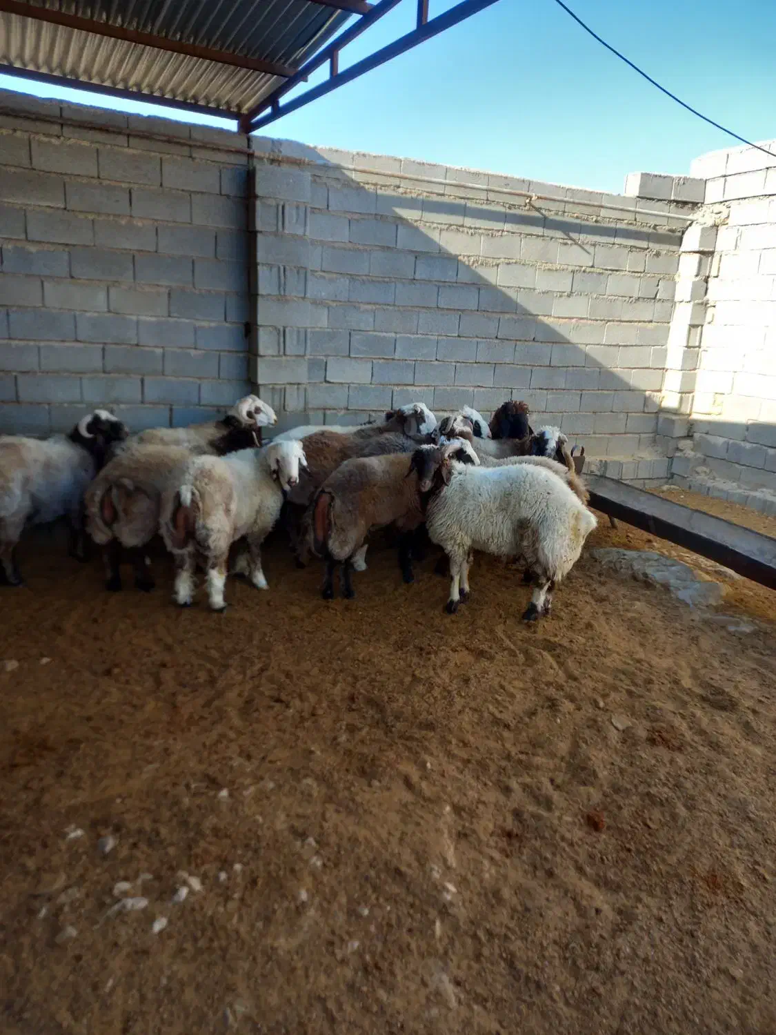 بره نر  به شرط بالا زنی|حیوانات مزرعه|سیدان, |دیوار