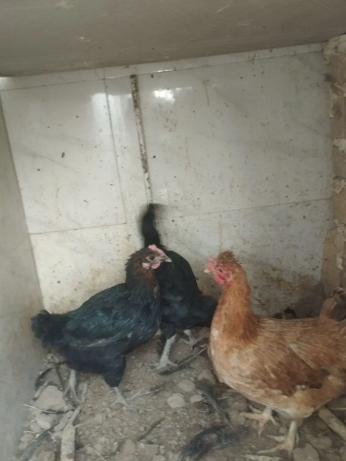 مرغ لاری و مرغ محلی|حیوانات مزرعه|رباطکریم, رباطکریم|دیوار