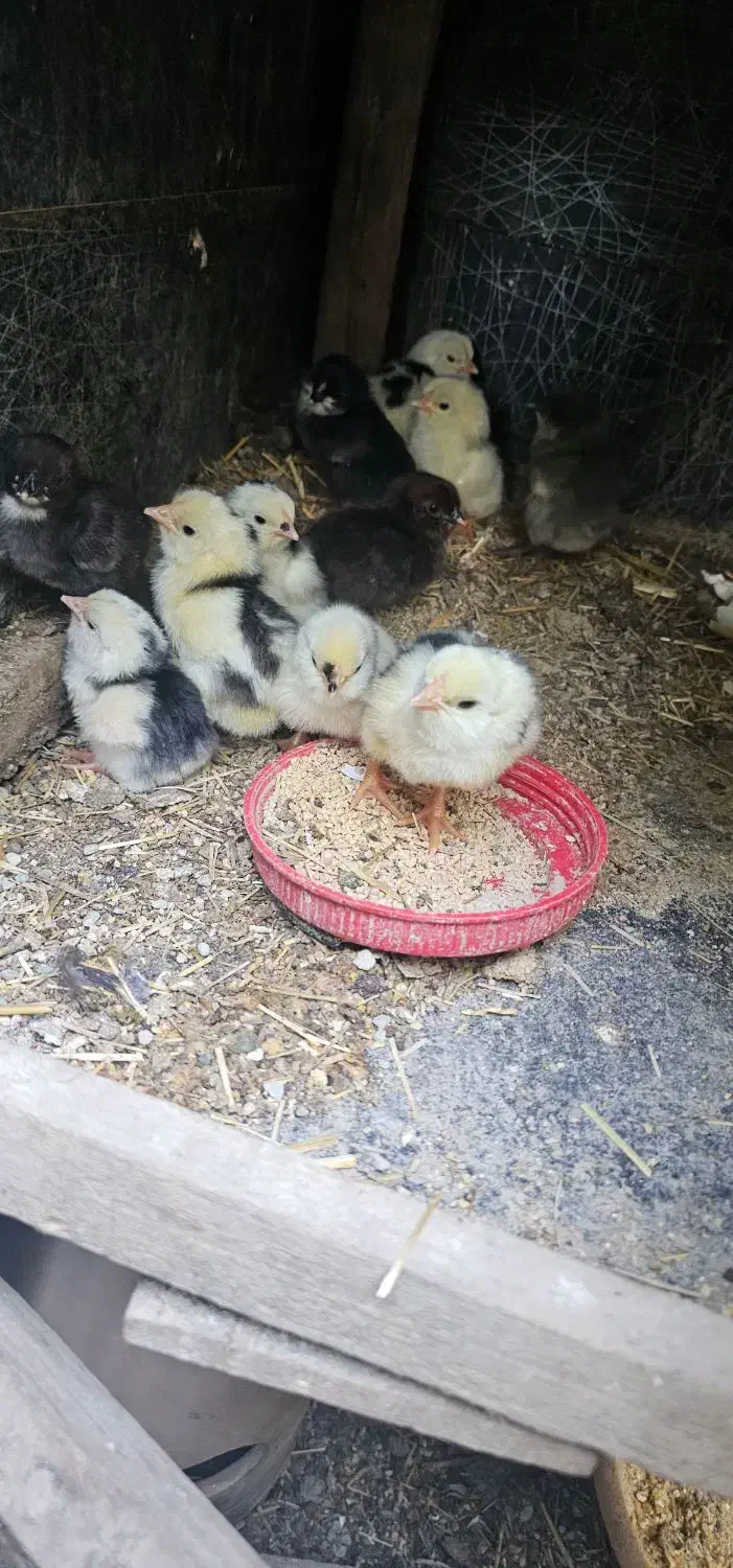 تخم مرغ گلین ریشو نطفه دار|حیوانات مزرعه|شهریار, رزکان|دیوار