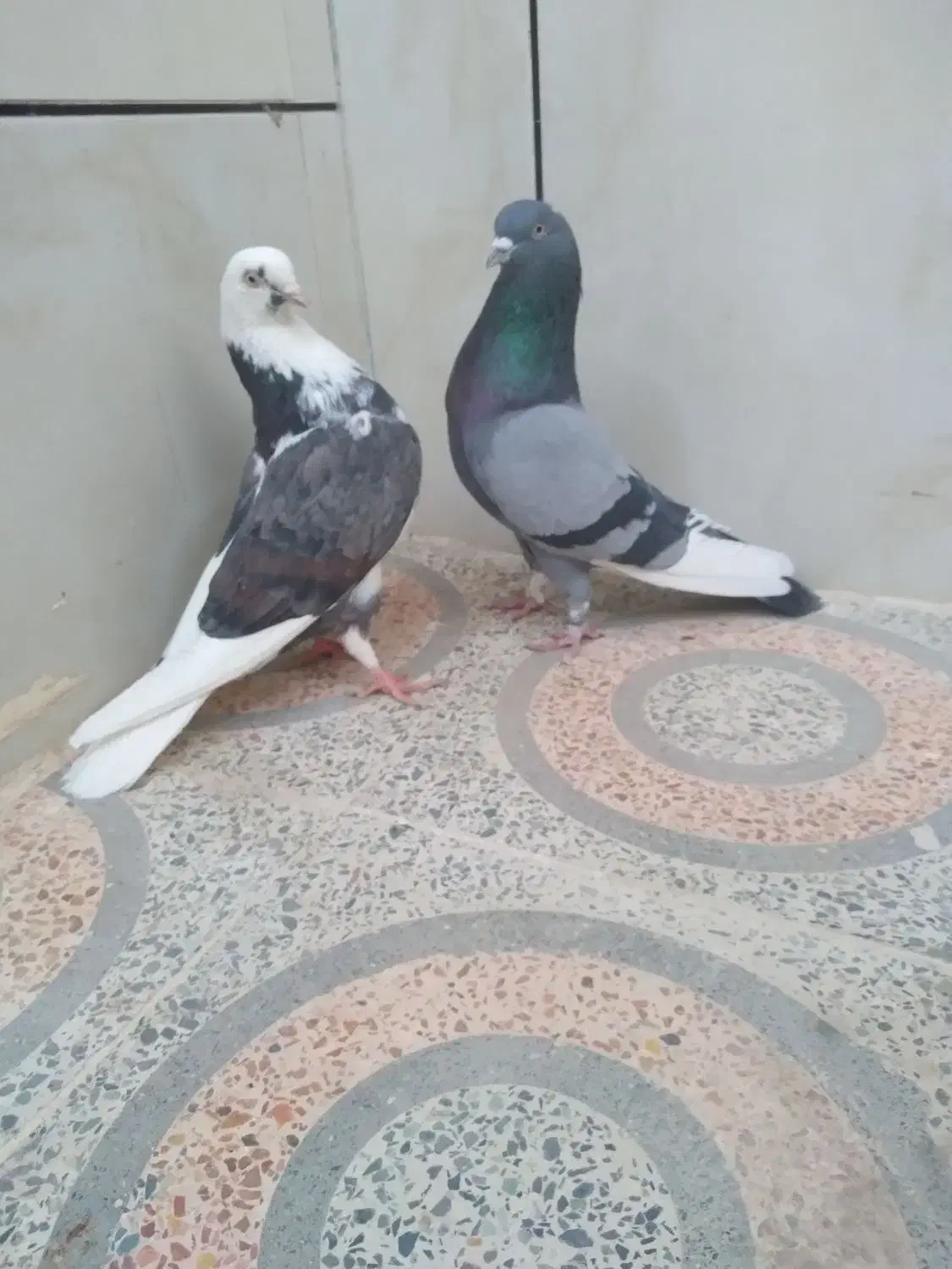 کبوتر شازده  ابلق سبز تهرونی  اصل|پرنده|اصفهان, کوی امیریه|دیوار