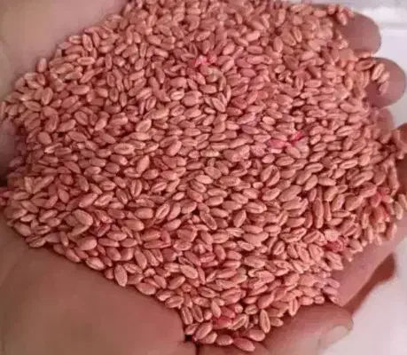 گندم رقم باران|خدمات باغبانی و درختکاری|بلبان آباد, |دیوار