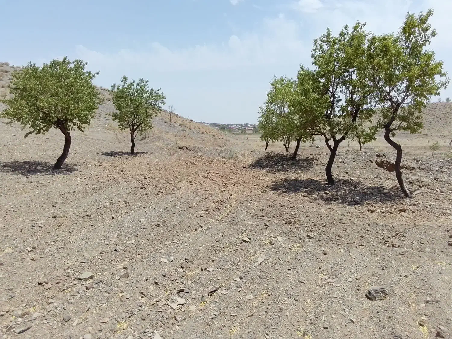 سه هزار متر زمین|فروش زمین و ملک کلنگی|سبزوار, کراب|دیوار