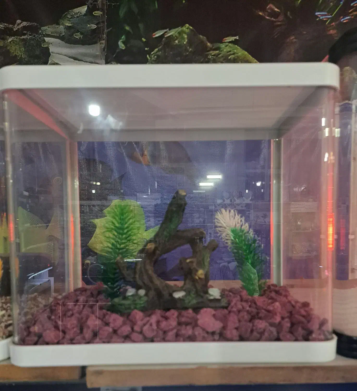 شیشه خم شرکتی دکور شده AQUA SEYF ماهی/آکواریوم|ماهی|زنجان, |دیوار