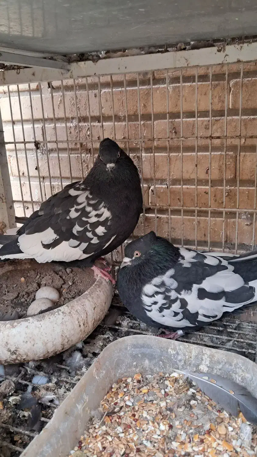 کبوتر سینه ای|پرنده|اصفهان, امامزاده اسماعیل|دیوار