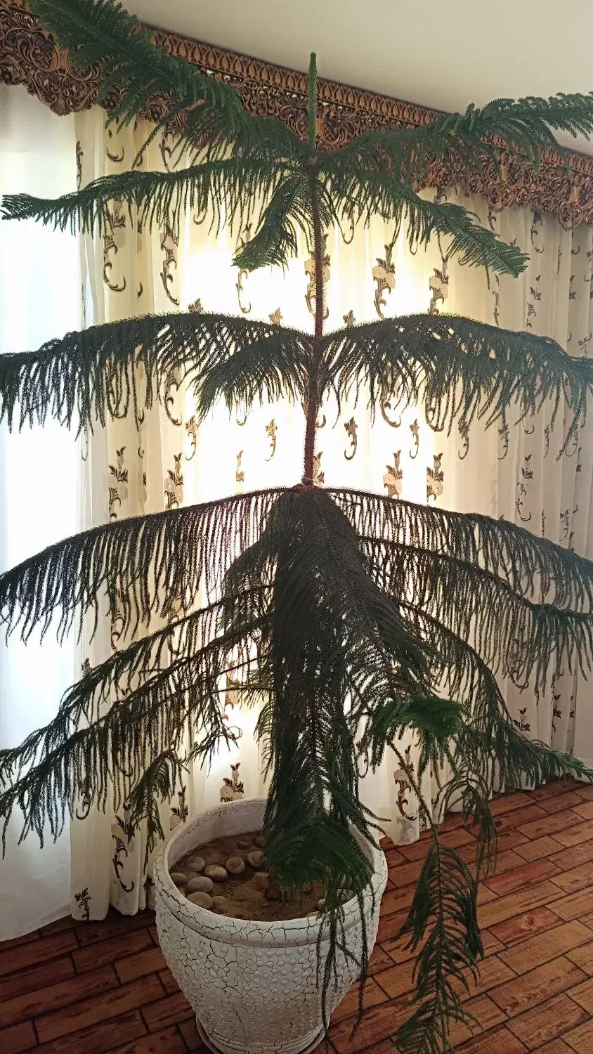 کاج مطبق سایز بزرگ|گل و گیاه طبیعی|مراغه, |دیوار