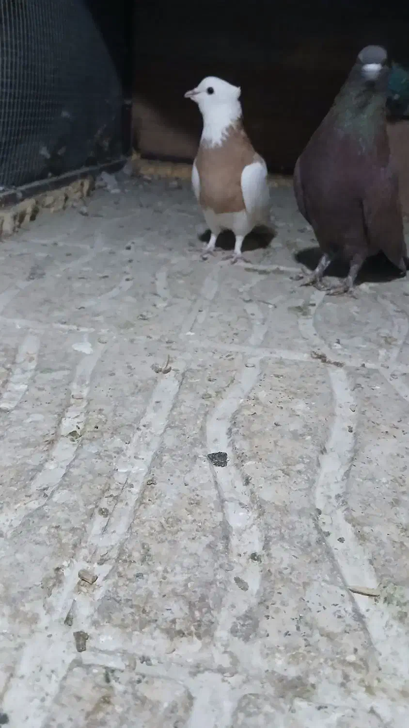 کفتر طوقی زرد گلی|پرنده|کرمان, |دیوار