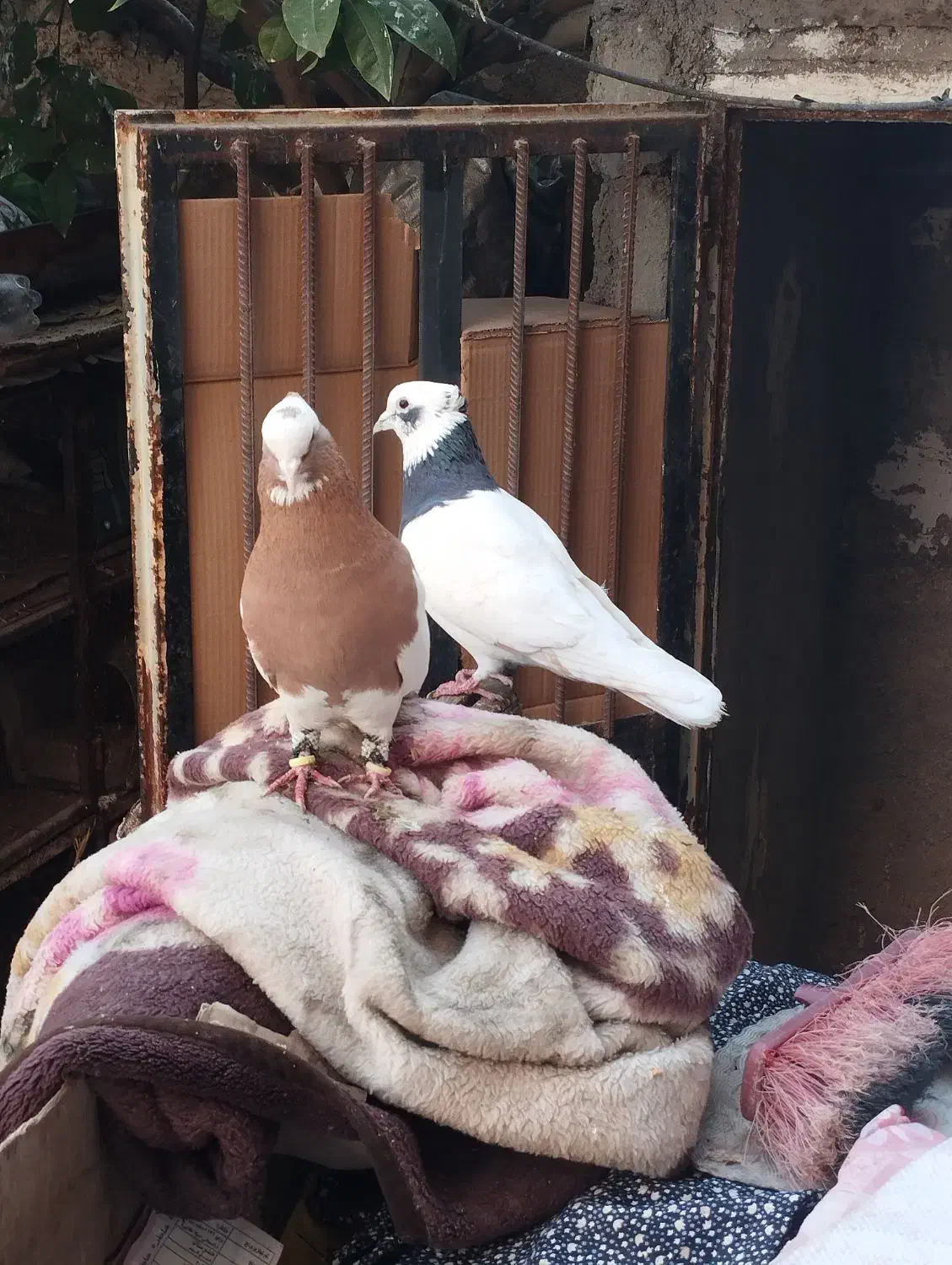 طوقی|حیوانات|شیراز, کوشک میدان|دیوار