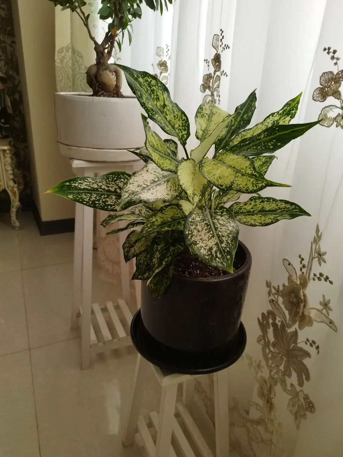 گل آپارتمانی مقاوم یوکا آگلونما برفی|گل و گیاه طبیعی|کرج, باغستان|دیوار