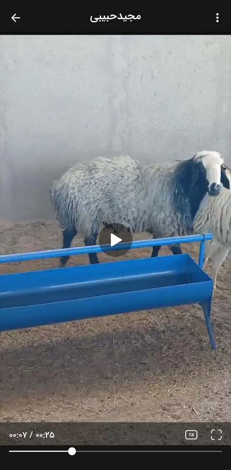 قوچ شال|حیوانات مزرعه|زرندیه, |دیوار