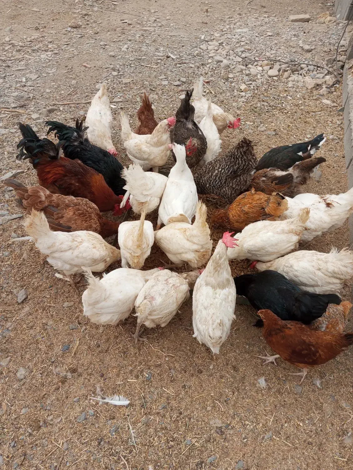 مرغ و خروس و اردک مسکویی..سانن|حیوانات مزرعه|مشهد, چهاربرج|دیوار