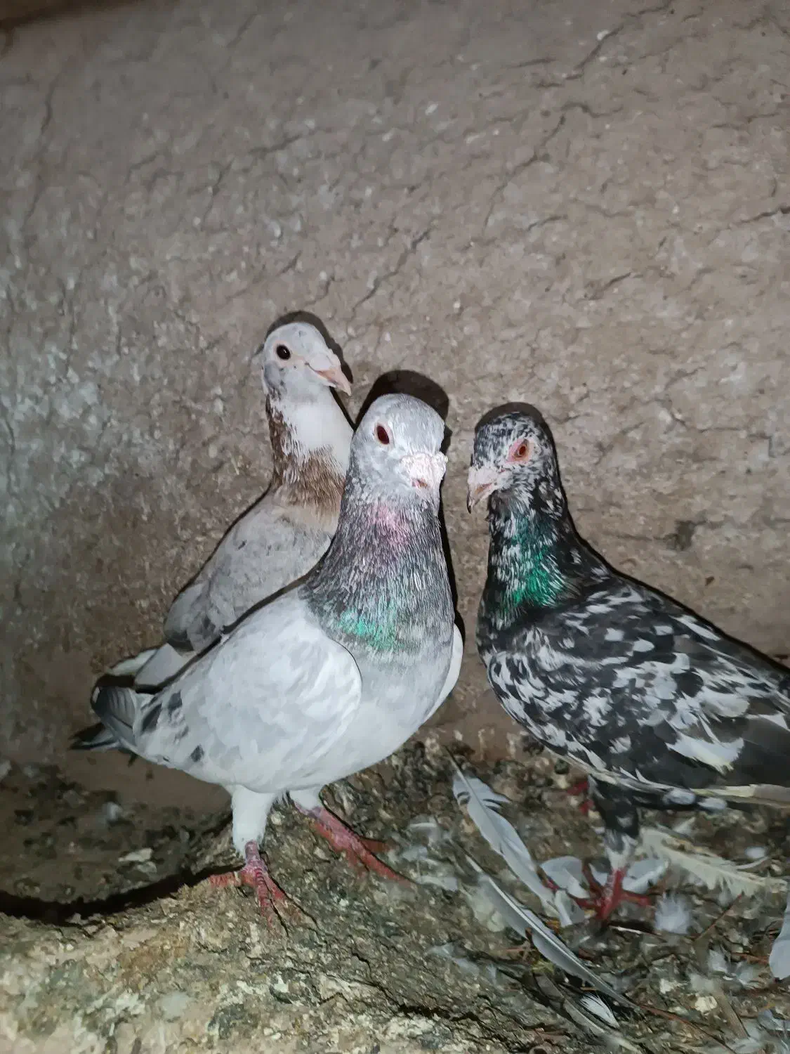 کفتر|پرنده|جغتای, |دیوار