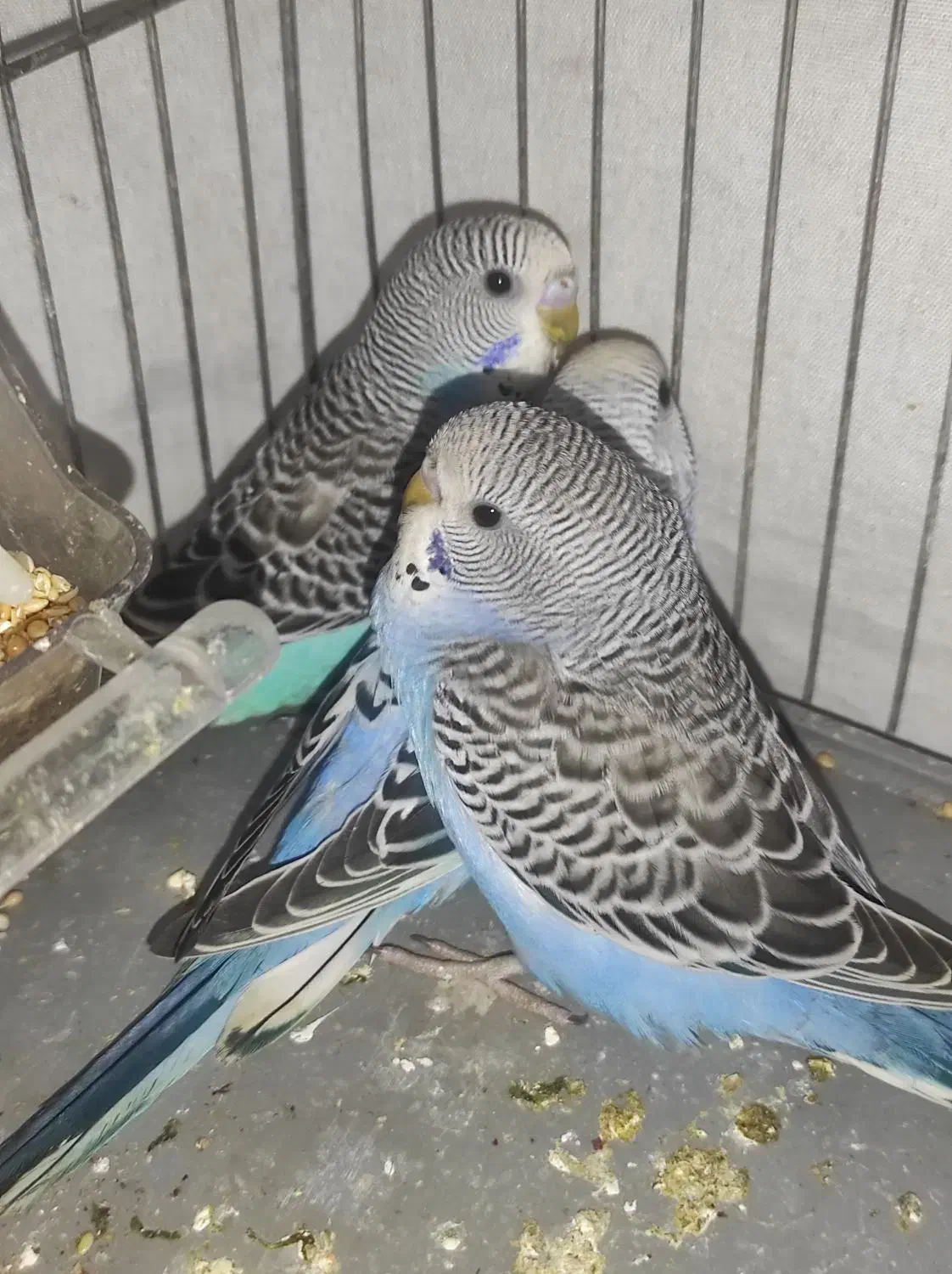 مرغ عشق|پرنده|مسجد سلیمان, |دیوار