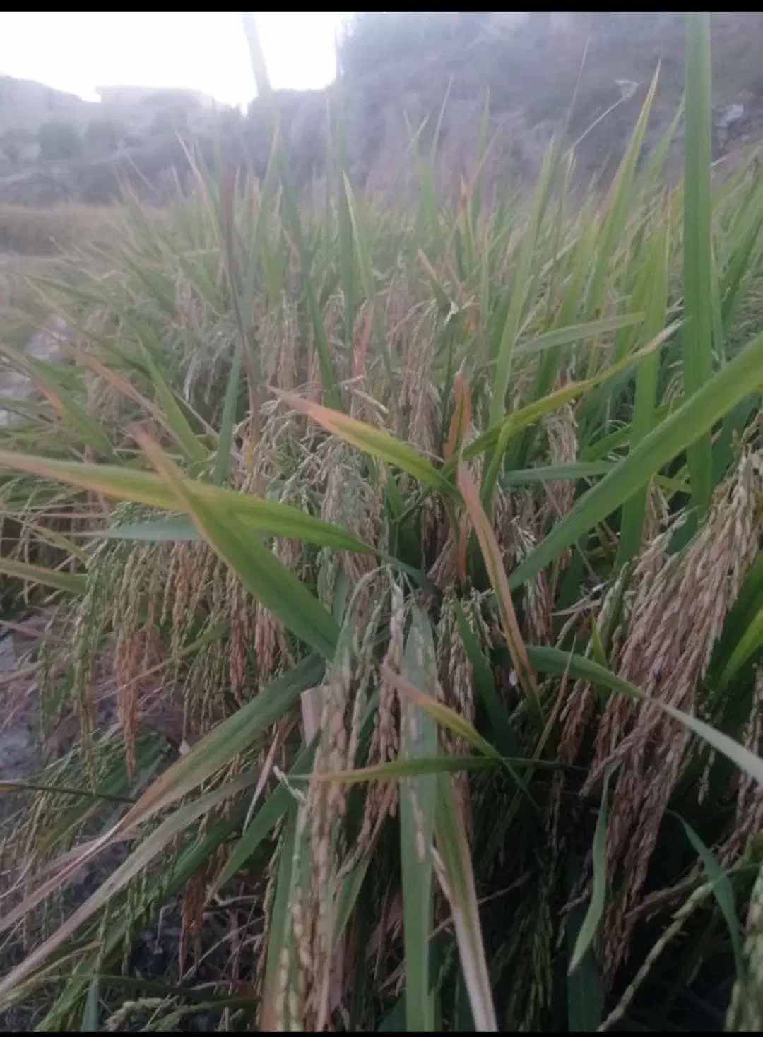 فقط 100|خوردنی و آشامیدنی|دهدشت, |دیوار