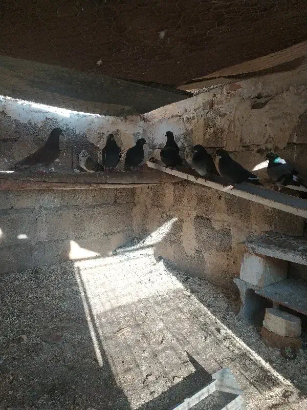 11کبوتر|پرنده|تیران, |دیوار