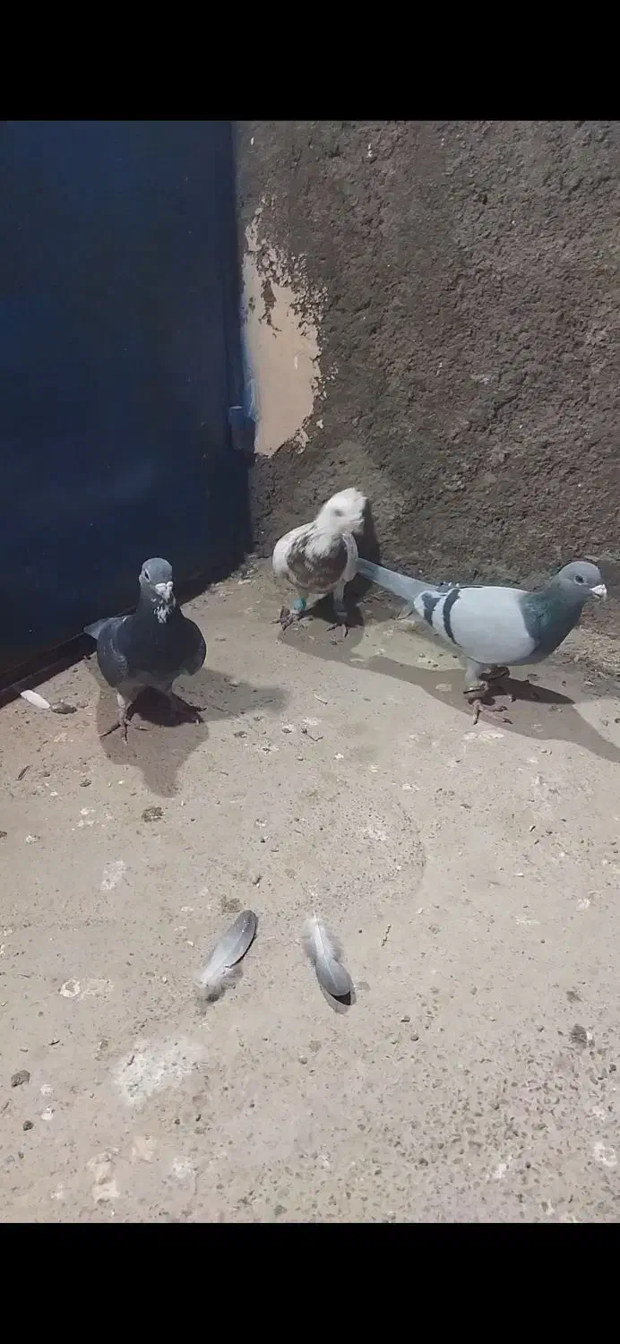 فروشی|پرنده|میان ولایت, |دیوار