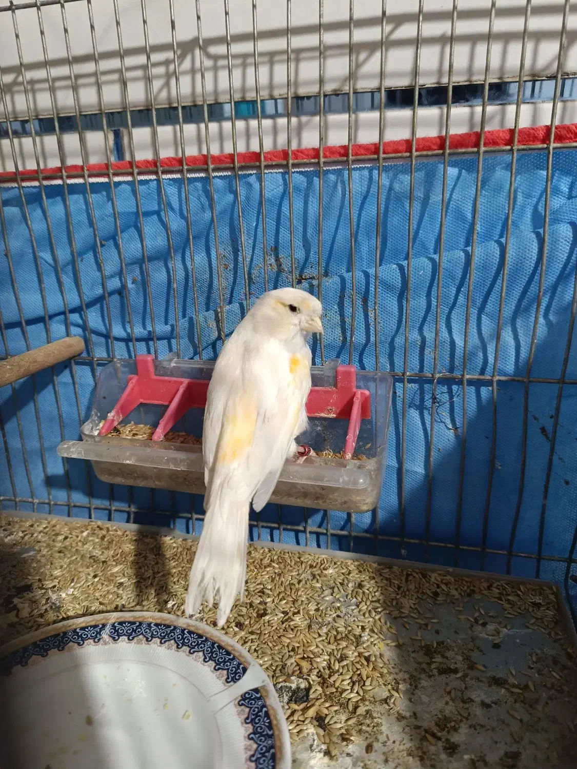 قناری ماده موزایکی آماده آماده|پرنده|شیراز, سیاه سنگ|دیوار