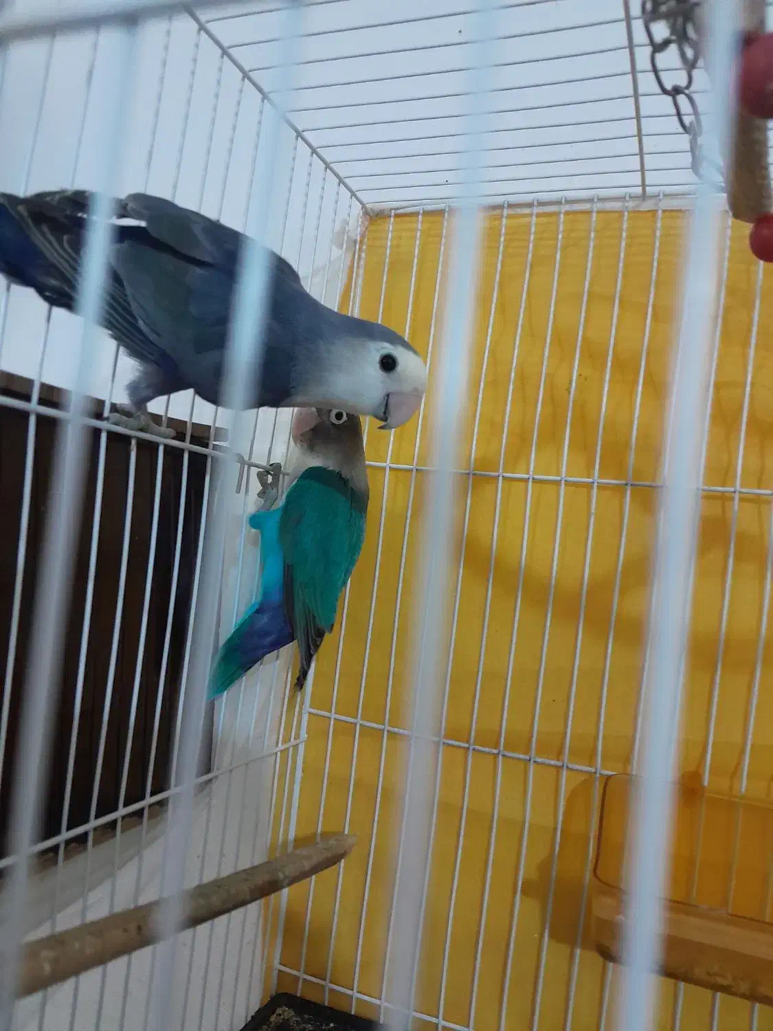 یک جفت عروس کوتوله اماده|پرنده|مشهد, کشف|دیوار