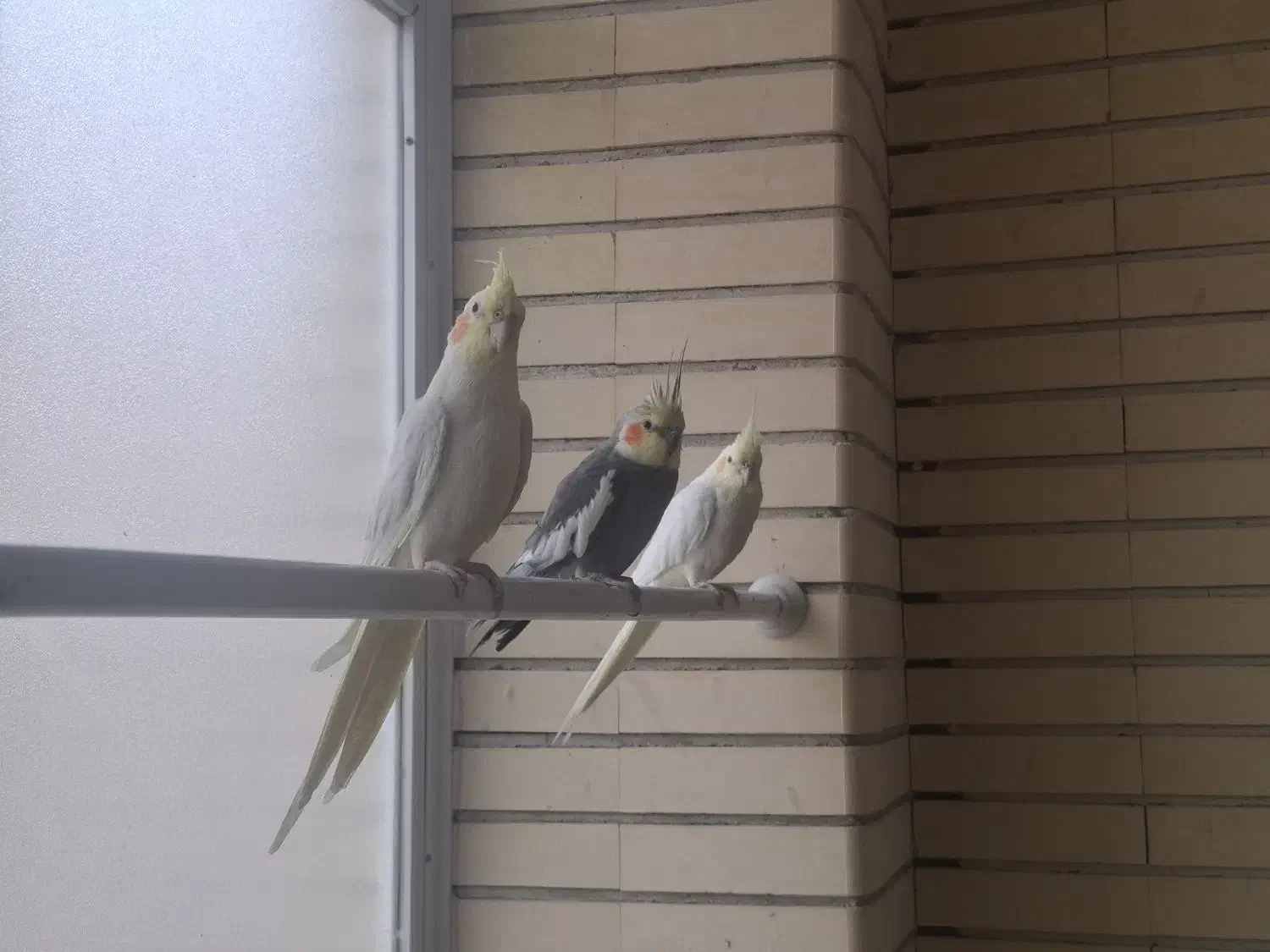 عروس هلندی بالغ و دستی|پرنده|شاهین‌شهر, خبرنگار|دیوار