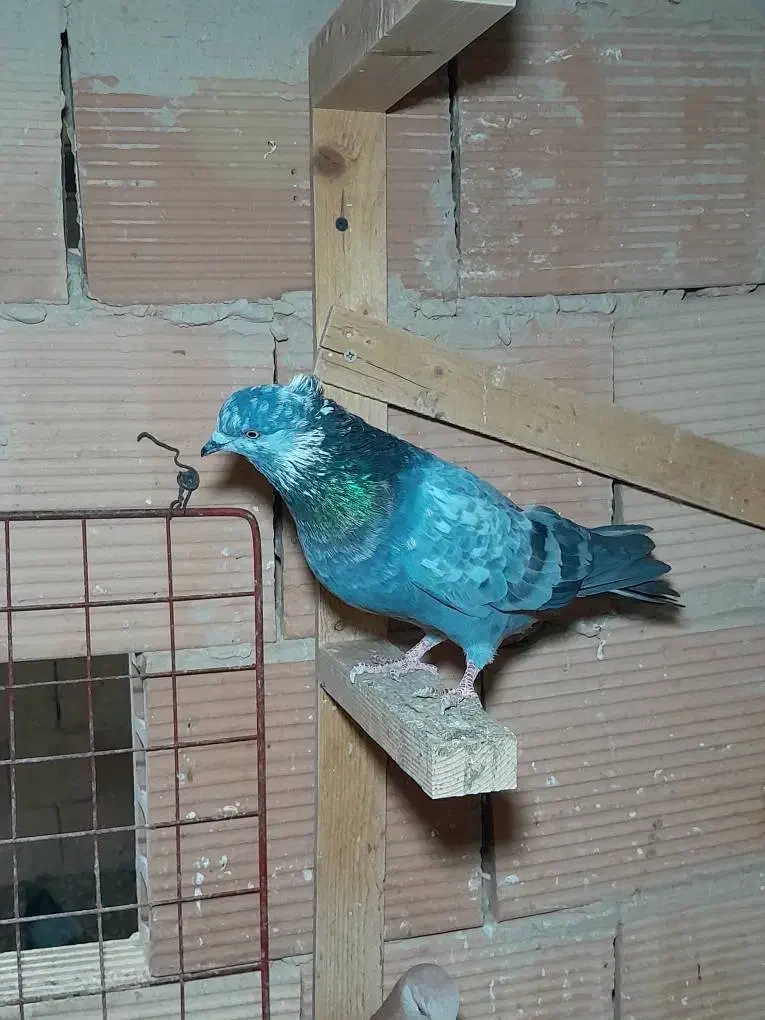 کبوتر پرشی|پرنده|اسلامشهر, شهرک امام حسین (میان آباد)|دیوار