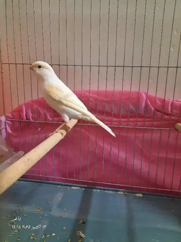 قناری|پرنده|قم, چهار مردان|دیوار