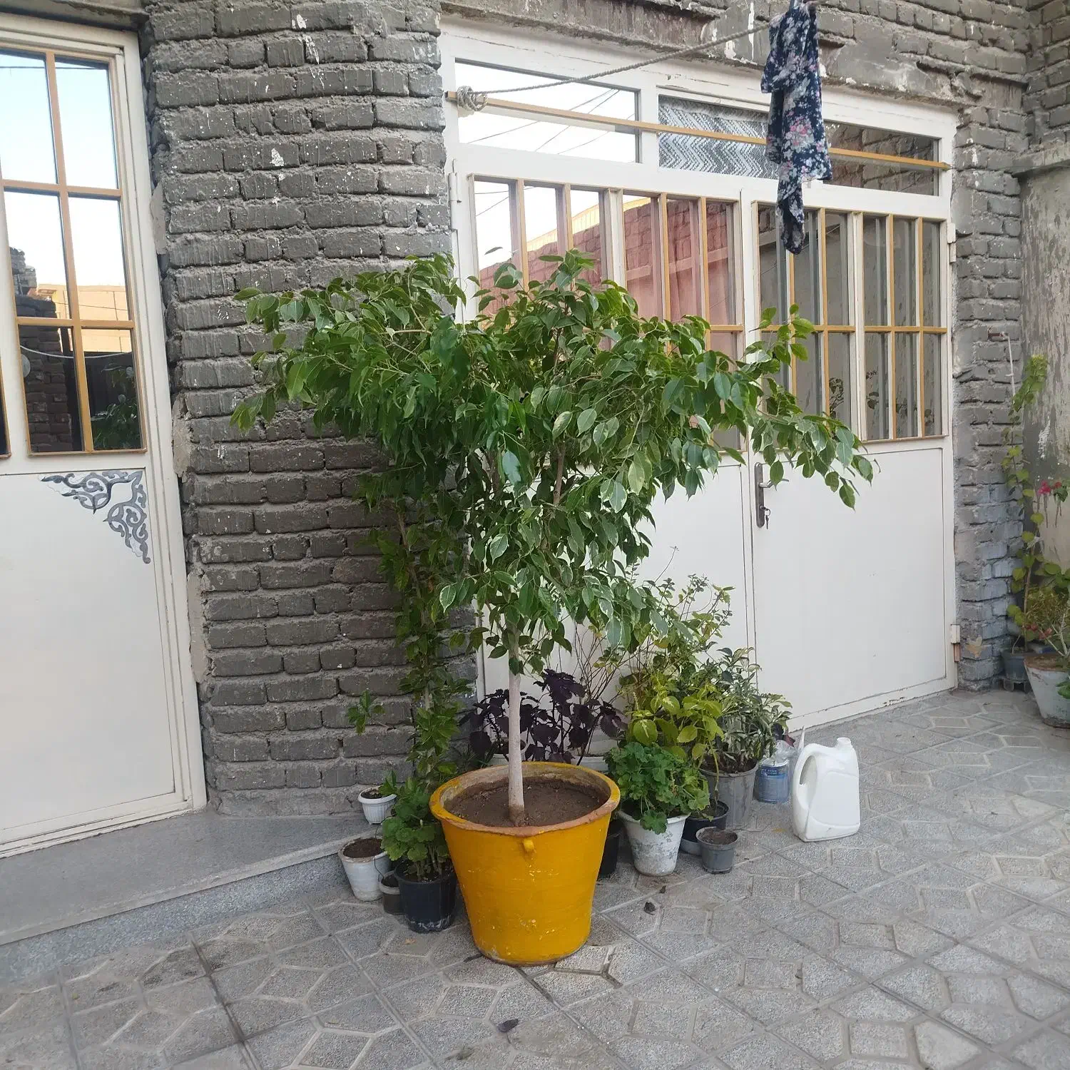 گل بنجامین زیبا|گل و گیاه طبیعی|ارومیه, |دیوار