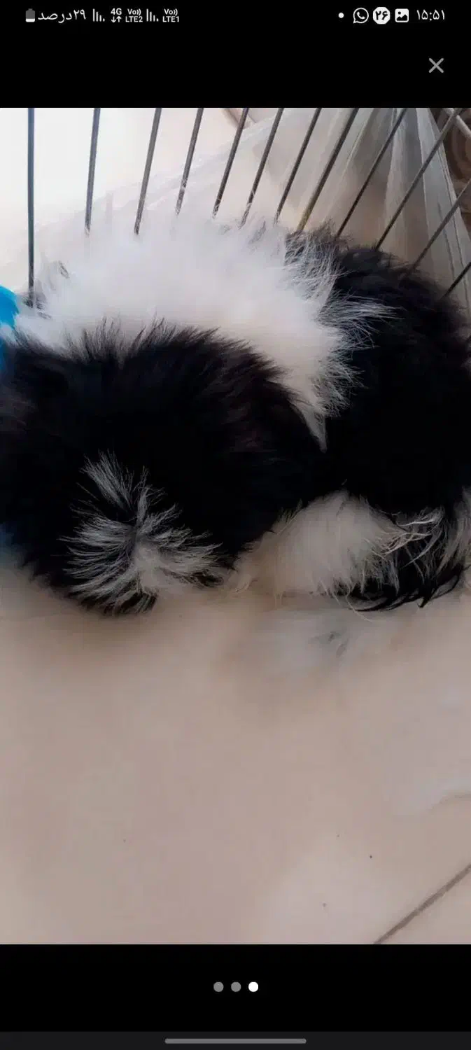 سگ شینزواصیل|سگ|مشهد, قائم|دیوار