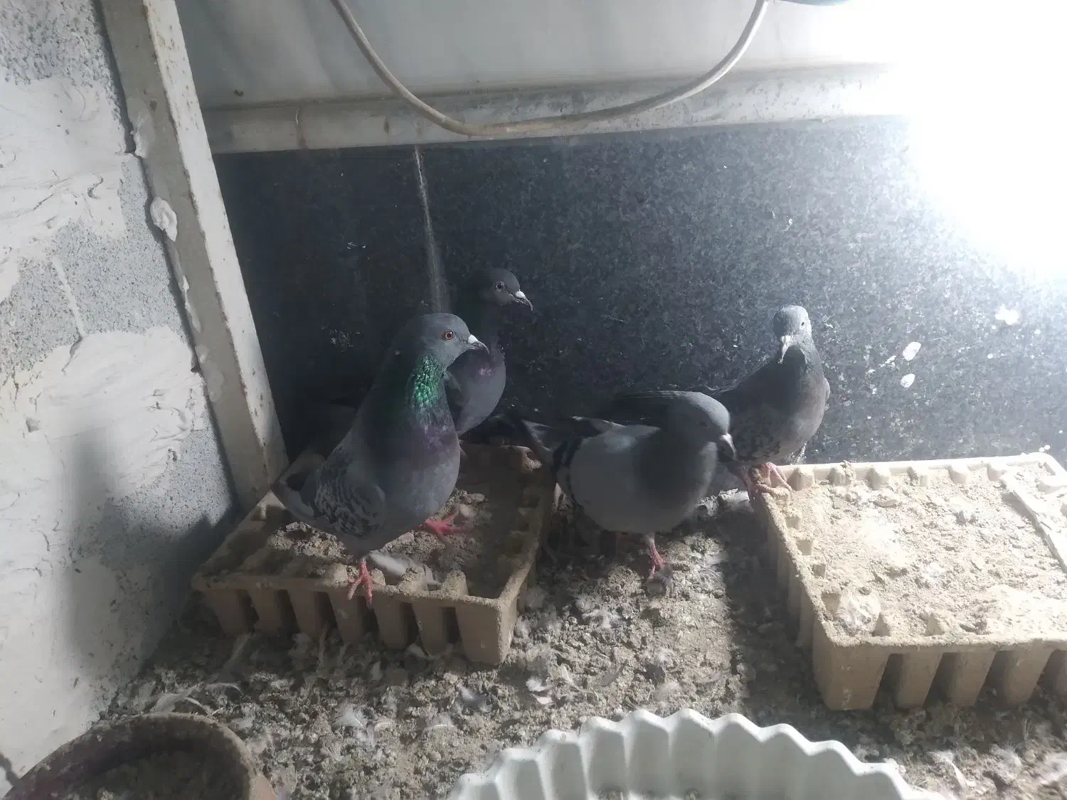 کبوتر|پرنده|تبریز, |دیوار