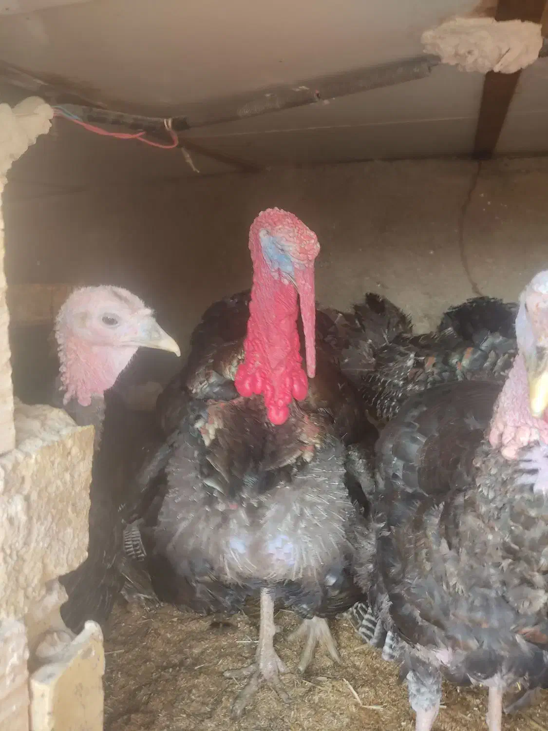 دوتا بوقلمون نر|حیوانات مزرعه|مشهد, تبادکان|دیوار