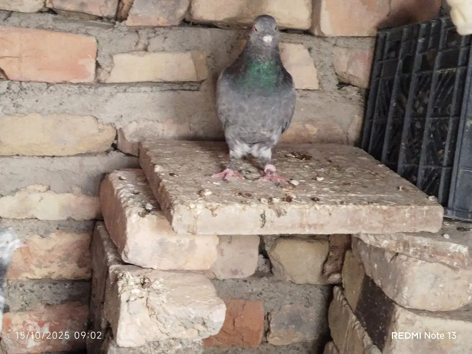 نر وماده پیور فروشی|پرنده|ایرانشهر, |دیوار