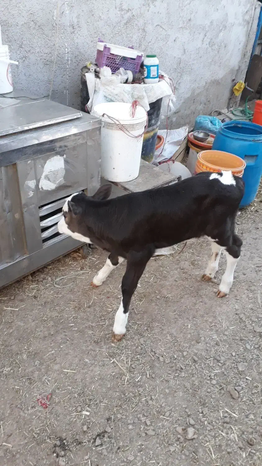 فروش یک جا گاو و گوساله|حیوانات مزرعه|فولادشهر, فولادشهر|دیوار