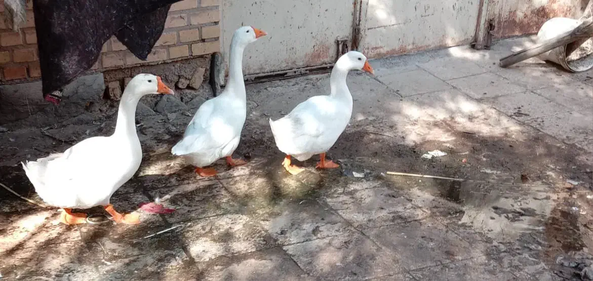 غوغاز وبوغلمو|حیوانات مزرعه|خرمشهر, |دیوار