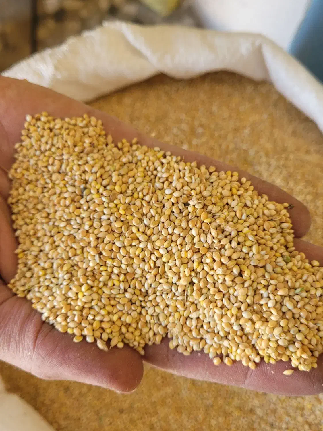 خوراک پرندگان به صورت عمده|لوازم جانبی حیوانات|اصفهان, قهجاورستان|دیوار