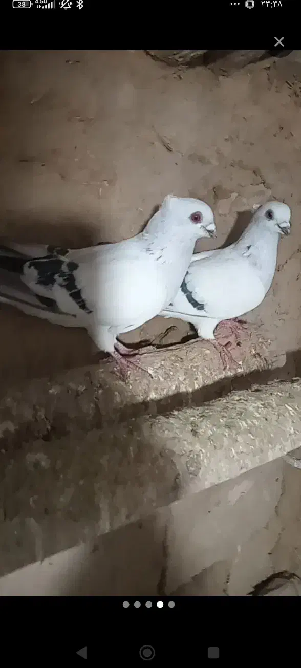 گمشده|حیوانات|آذرشهر, |دیوار